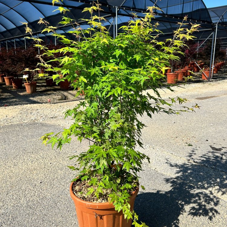 Javor dlaňolistý (Acer palmatum) ´ORANGE DREAM´ - výška 150 cm +, kont. C25L